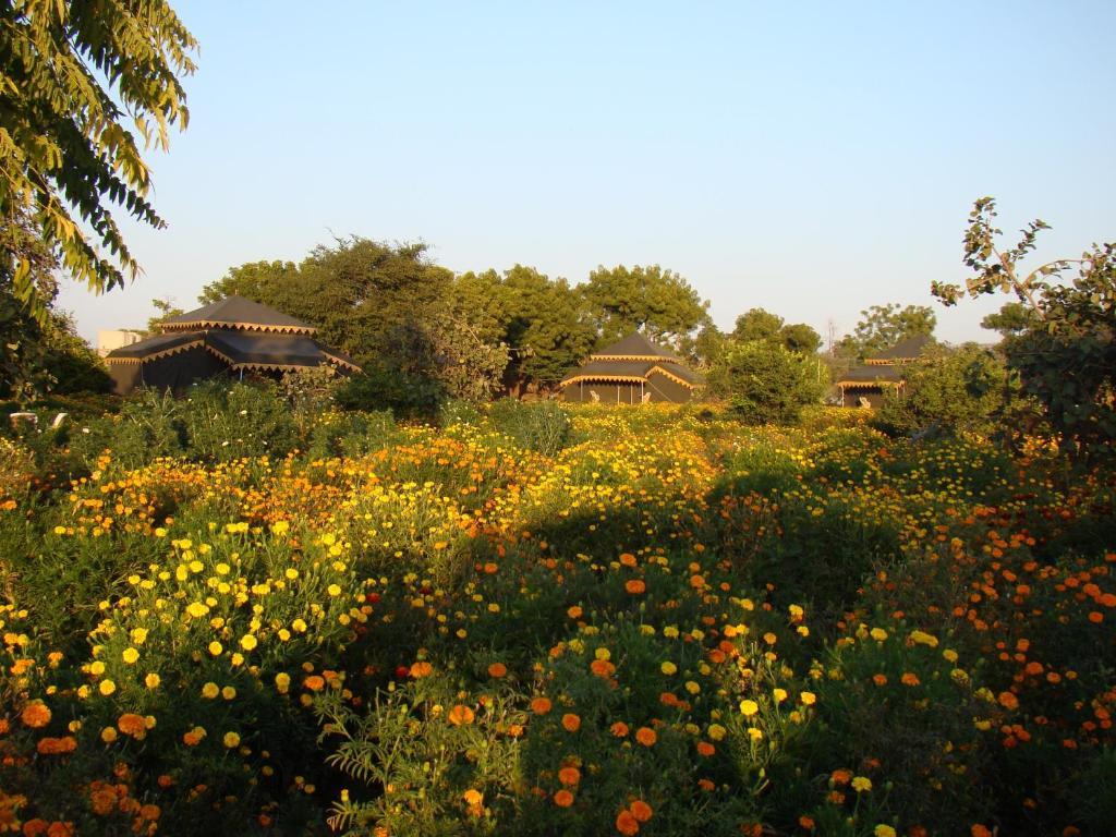Orchard Tents & Tranquility Pushkar Exterior photo