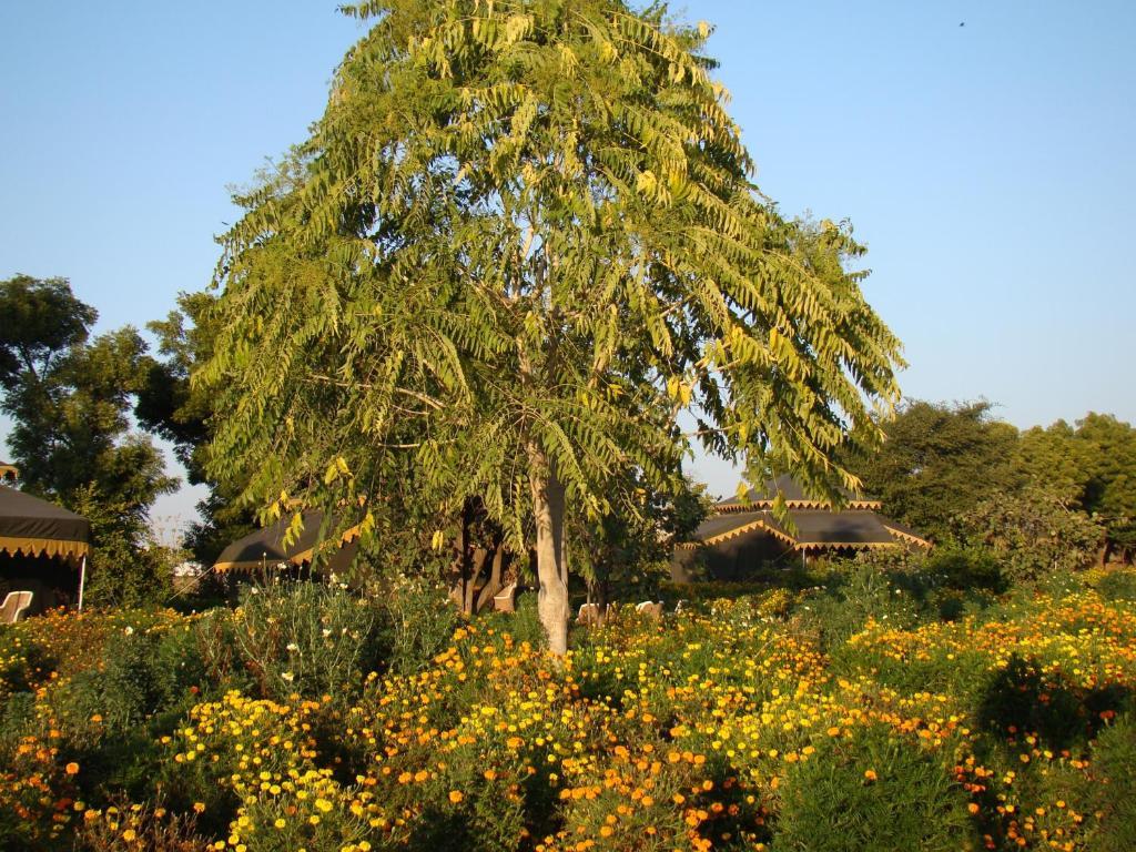 Orchard Tents & Tranquility Pushkar Exterior photo