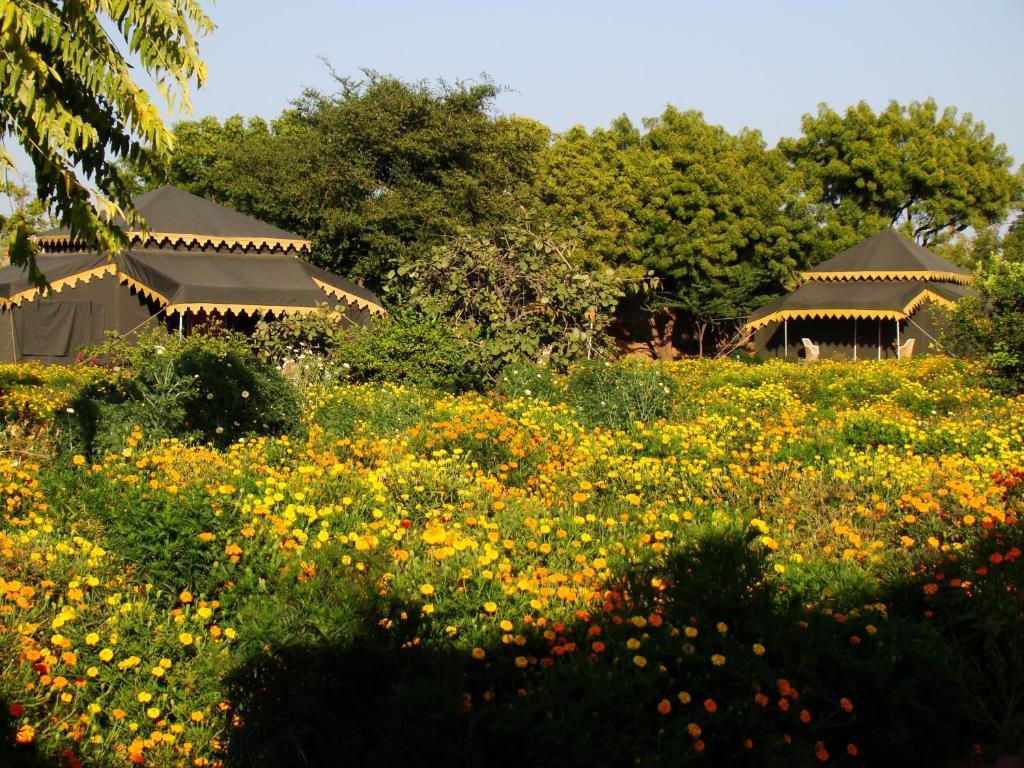 Orchard Tents & Tranquility Pushkar Exterior photo